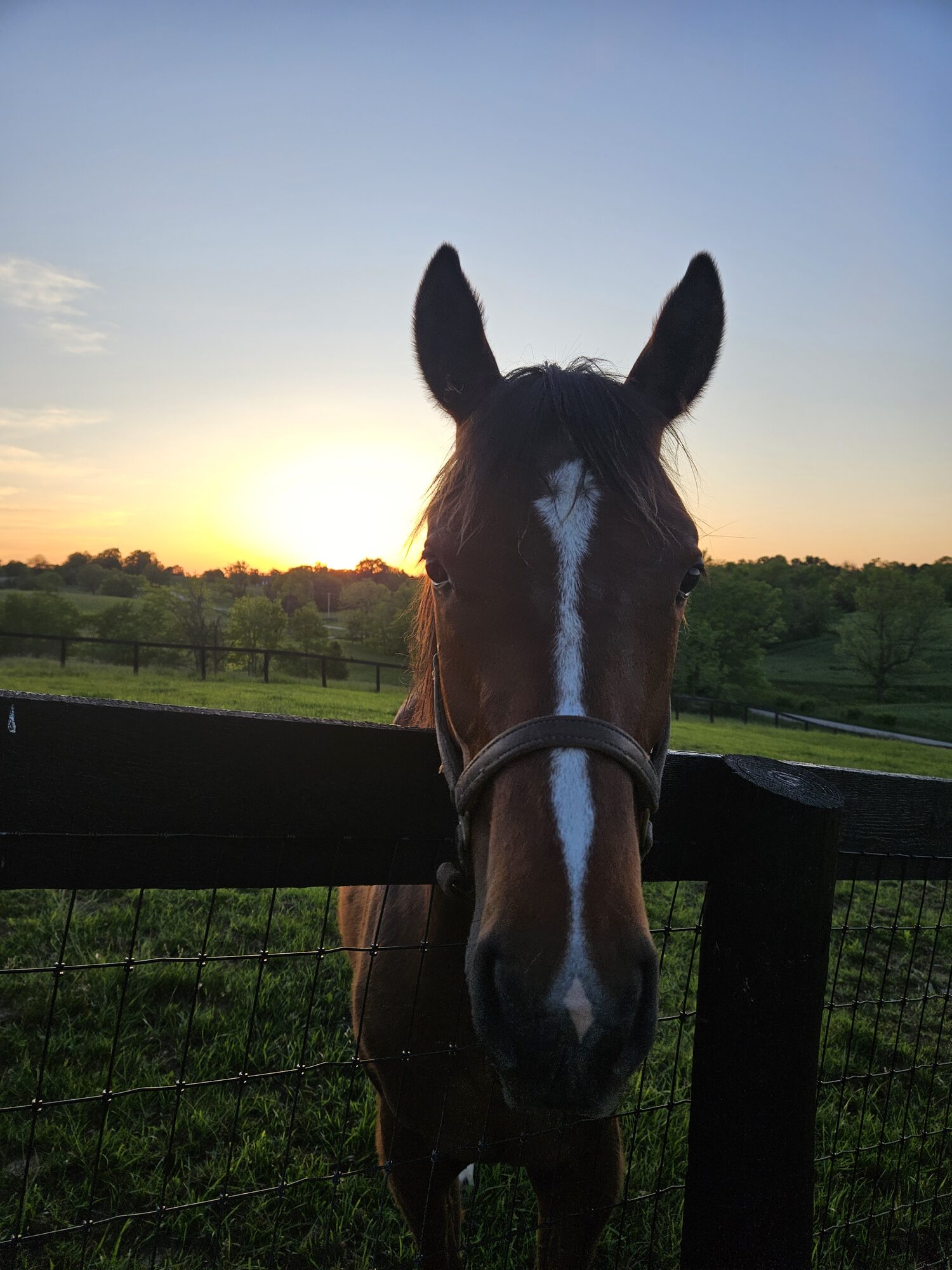 Bay Thoroughbred at sunset on the Kentucky farm