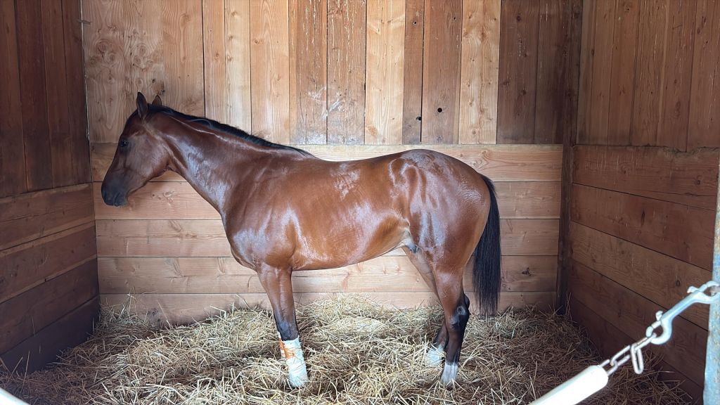 Racing & Breeding