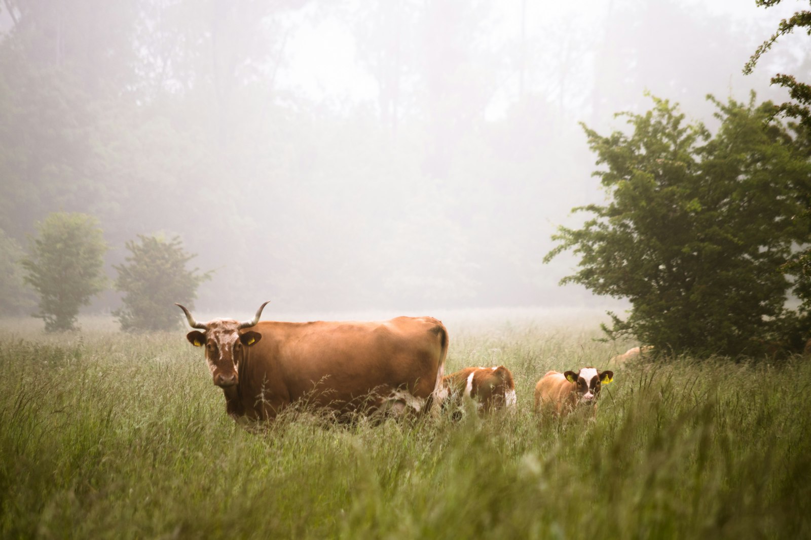 Agriculture & Land