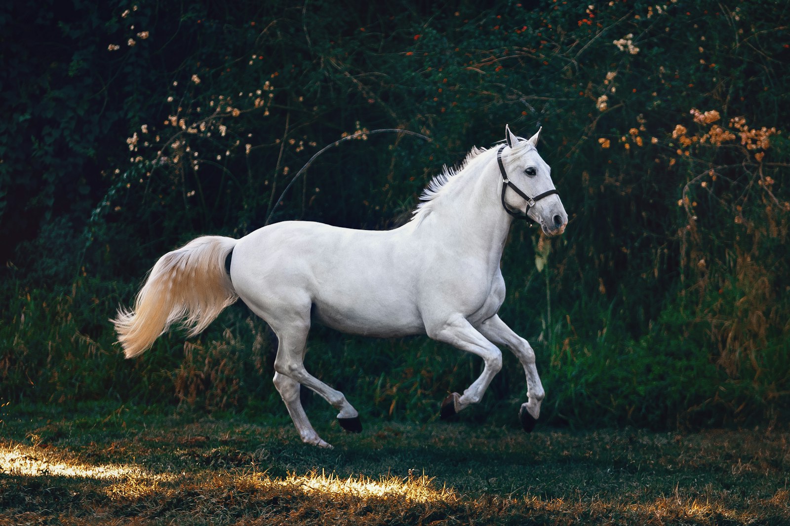 Horses & Racing